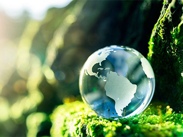 A natural environment with green plants and a clear glass globe